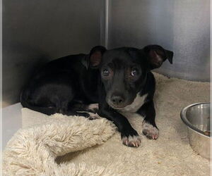 Mutt Dogs for adoption in San Antonio, TX, USA