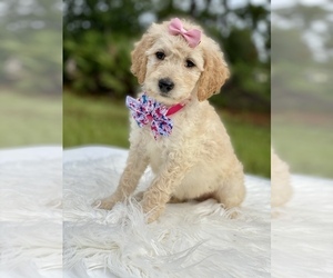 Goldendoodle Puppy for sale in FROSTPROOF, FL, USA