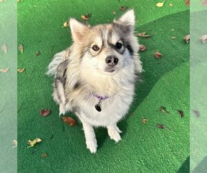 Pomsky Dogs for adoption in Newfield, NJ, USA
