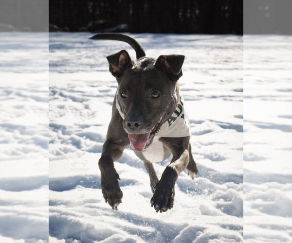 Medium Photo #22 American Pit Bull Terrier-Labrador Retriever Mix Puppy For Sale in Boston, MA, USA