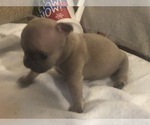 Small Photo #25 French Bulldog Puppy For Sale in NAPLES, FL, USA