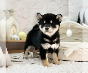Shiba Inu Puppy for Sale in LOS ANGELES, California USA