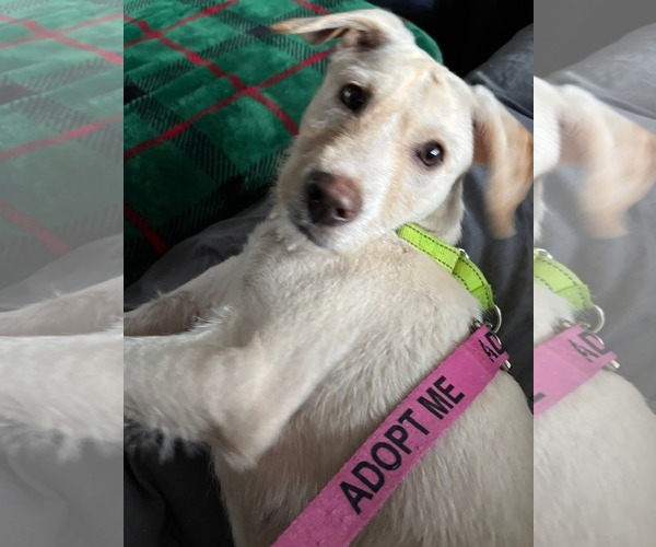 Medium Photo #2 Labrador Retriever-Unknown Mix Puppy For Sale in Virginia Beach, VA, USA