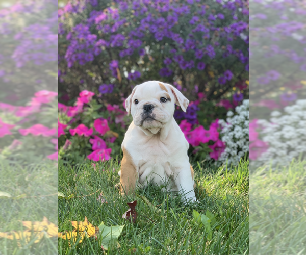 Medium Photo #11 English Bulldog Puppy For Sale in NAPPANEE, IN, USA