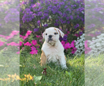 Small Photo #11 English Bulldog Puppy For Sale in NAPPANEE, IN, USA