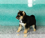 Small #1 Shiba Inu