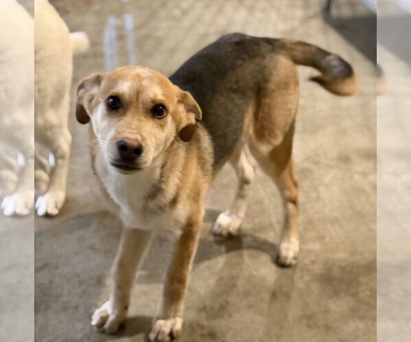 Medium Photo #2 Mutt Puppy For Sale in Yardley, PA, USA