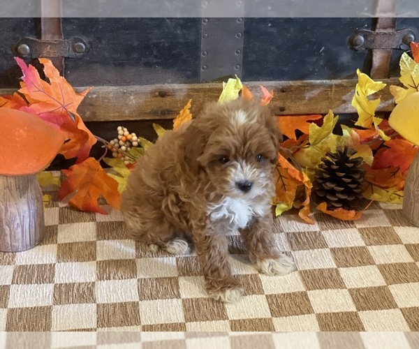 Medium Photo #6 Cavapoo (Miniature) Puppy For Sale in FULTON, KS, USA