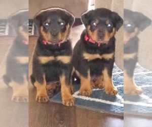 Rottweiler Puppy for sale in BUMPASS, VA, USA