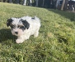 Small #4 Yorkshire Terrier