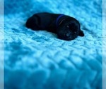 Puppy Reserved Labrador Retriever