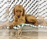 Small #2 Golden Retriever