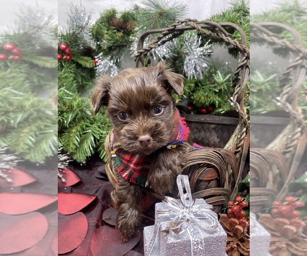 Medium Photo #5 Shorkie Tzu Puppy For Sale in SELLERSBURG, IN, USA