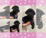 Puppy Shelby Labrador Retriever