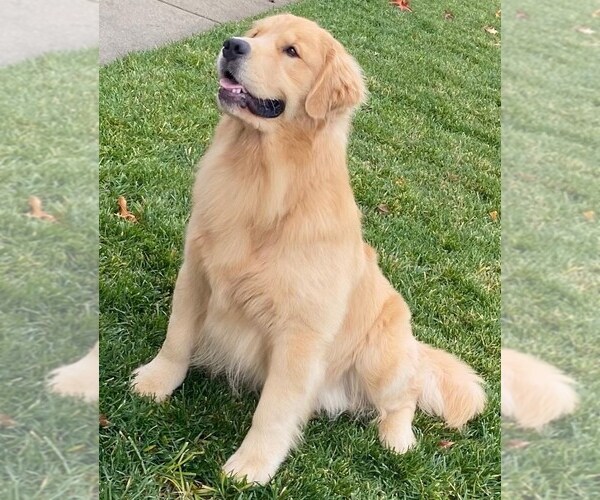 Medium Photo #3 Golden Retriever Puppy For Sale in FRESNO, CA, USA