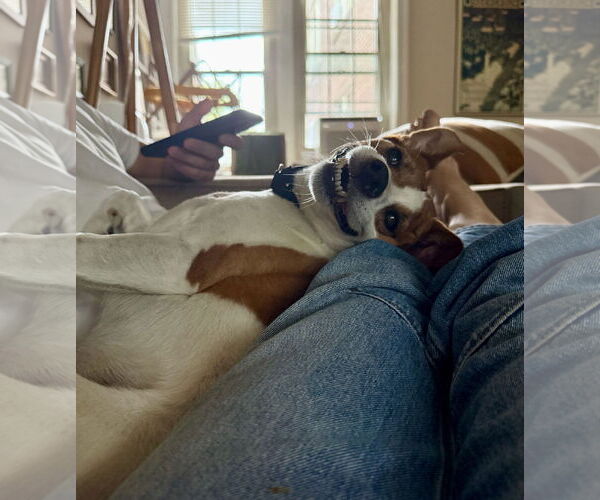 Medium Photo #37 Mutt Puppy For Sale in Philadelphia, PA, USA