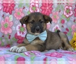 Small Photo #2 Australian Shepherd-Norwegian Elkhound Mix Puppy For Sale in LANCASTER, PA, USA
