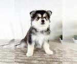 Small #1 Pomsky
