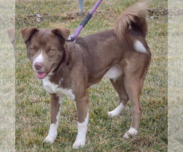 Medium Photo #10 Chocolate Labrador retriever-Siberian Husky Mix Puppy For Sale in Huntley, IL, USA