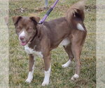 Small #9 Chocolate Labrador retriever-Siberian Husky Mix
