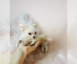 Chihuahua Puppy for sale in NAPLES, FL, USA