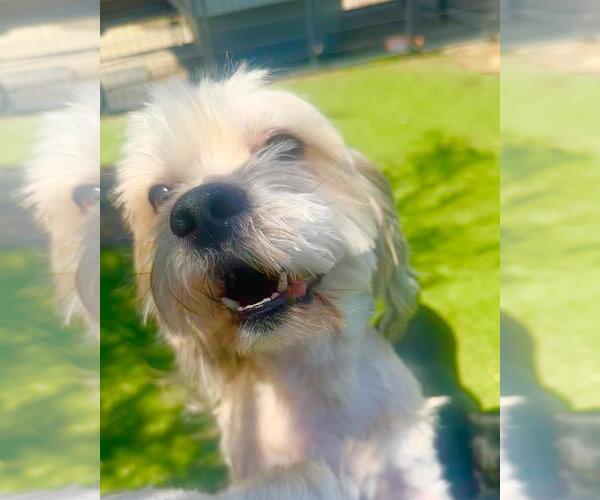 Medium Photo #5 Maltipoo Puppy For Sale in Fallbrook, CA, USA
