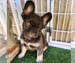 Small #9 French Bulldog