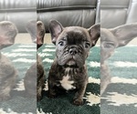 Small Photo #1 French Bulldog Puppy For Sale in FARSON, WY, USA