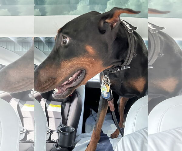 Medium Photo #2 Doberman Pinscher Puppy For Sale in Miami, FL, USA