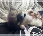 Small Photo #3 Pomeranian Puppy For Sale in HARRISVILLE, MI, USA