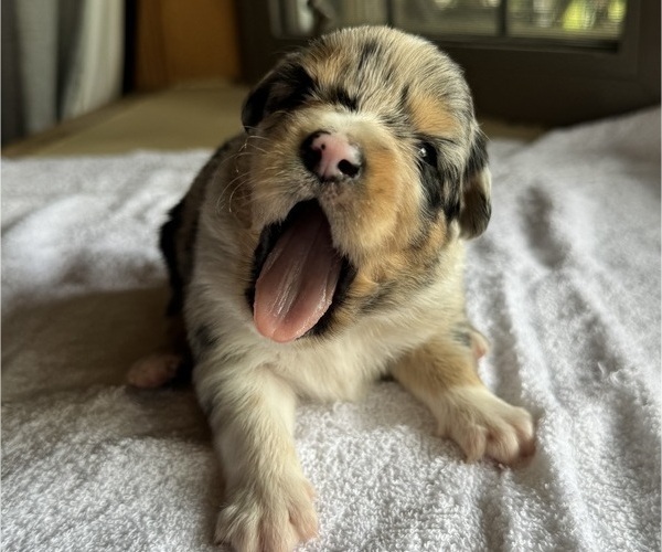 Medium Photo #6 Australian Shepherd-Miniature Australian Shepherd Mix Puppy For Sale in PETERSBURG, IL, USA