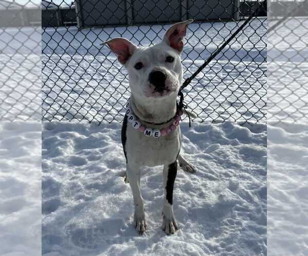 Medium Photo #3 Mutt Puppy For Sale in Evansville, IN, USA