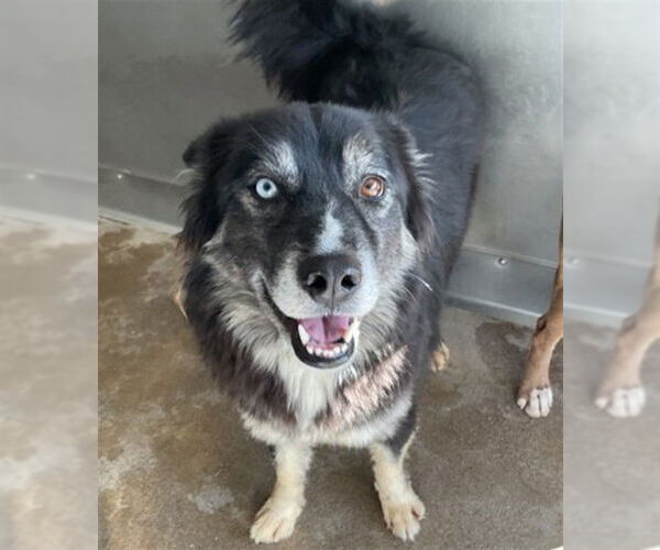 Medium Photo #2 Mutt Puppy For Sale in San Bernardino, CA, USA