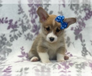 Pembroke Welsh Corgi Puppy for sale in LAKELAND, FL, USA