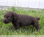 Small Photo #6 Boykin Spaniel Puppy For Sale in CARLISLE, KY, USA