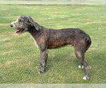 Small #1 Irish Wolfhound Mix