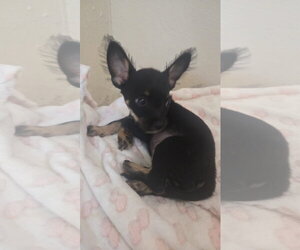Chihuahua-Unknown Mix Dogs for adoption in Virginia Beach, VA, USA