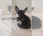 Marley 2 - Male Chihuahua-Unknown Mix Dog for Adoption - Small photo