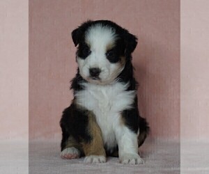 Australian Shepherd Puppy for sale in FREDERICKSBG, OH, USA