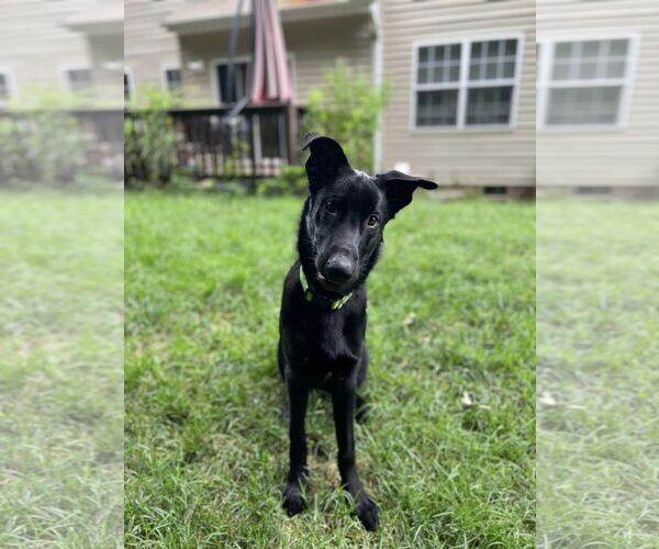 Medium Photo #9 German Shepherd Dog Puppy For Sale in La Grange , NC, USA