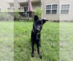 Small #8 German Shepherd Dog