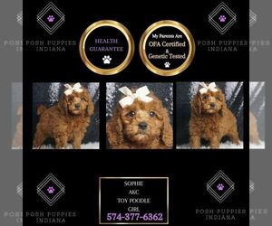 Poodle (Miniature) Puppy for sale in WARSAW, IN, USA