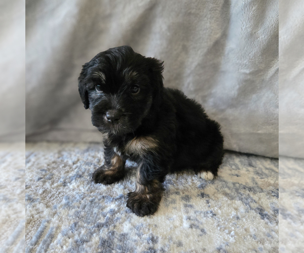 Medium Photo #26 Aussiedoodle Miniature -Miniature Bernedoodle Mix Puppy For Sale in CULPEPER, VA, USA