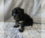 Small #2 Aussiedoodle Miniature -Miniature Bernedoodle Mix