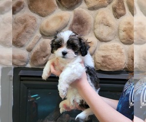 Zuchon Puppy for sale in NEOSHO, WI, USA