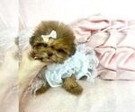 Small #13 Shih Tzu