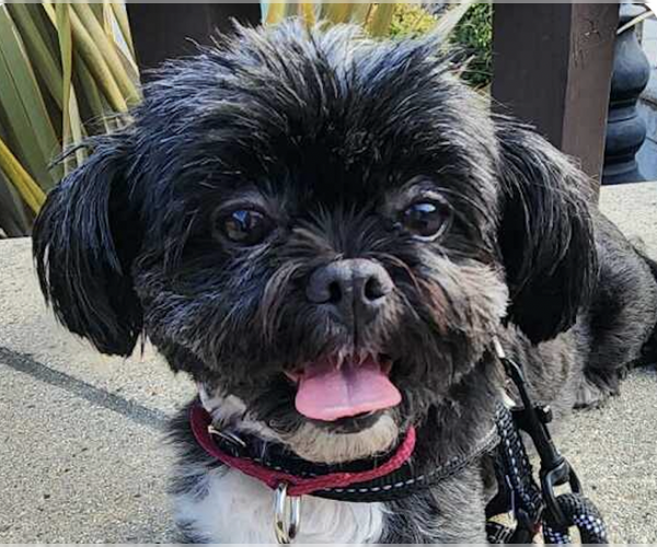 Medium Photo #1 Shih Tzu Puppy For Sale in San Ramon, CA, USA