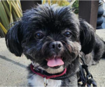 Small Shih Tzu