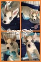 Small Photo #6 Siberian Husky Puppy For Sale in TAYLORVILLE, IL, USA