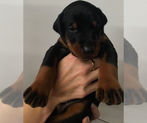 Medium Photo #13 Doberman Pinscher Puppy For Sale in CORONA, CA, USA